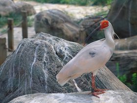 今年はトキ5羽が無事育つ 多摩動物公園