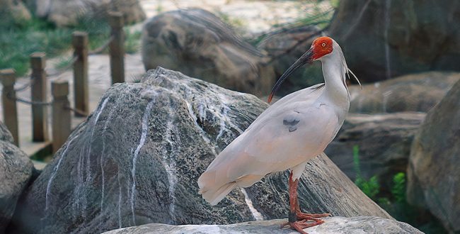 今年はトキ5羽が無事育つ 多摩動物公園