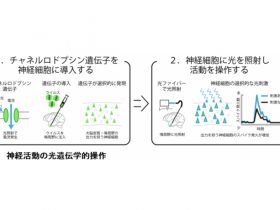 見たものが慣れ親しいか否かを判断する脳の仕組みを発見