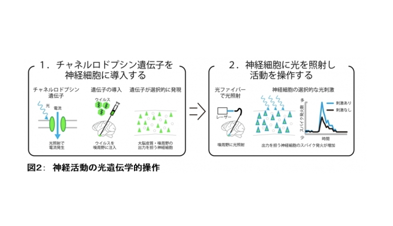 見たものが慣れ親しいか否かを判断する脳の仕組みを発見