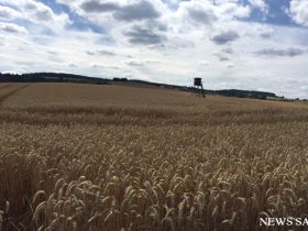 温暖化が穀物生産性に悪影響
