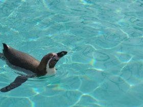 ペンギンはクラゲを食べている 極地研が観測