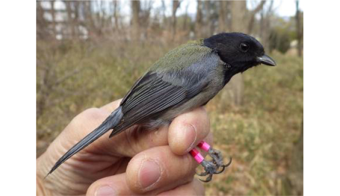 黒いシジュウカラ、科博が発見