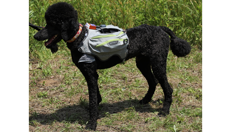 災害救助犬用サイバースーツを世界初開発　東北大学など