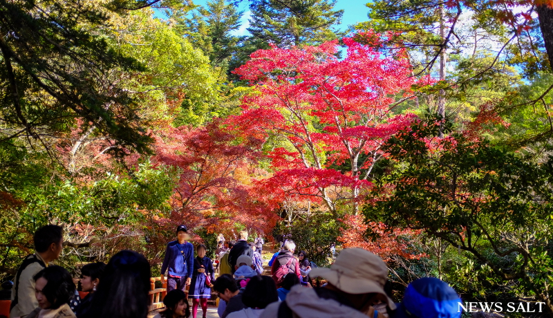 2017年紅葉便り～宮島の紅葉谷公園