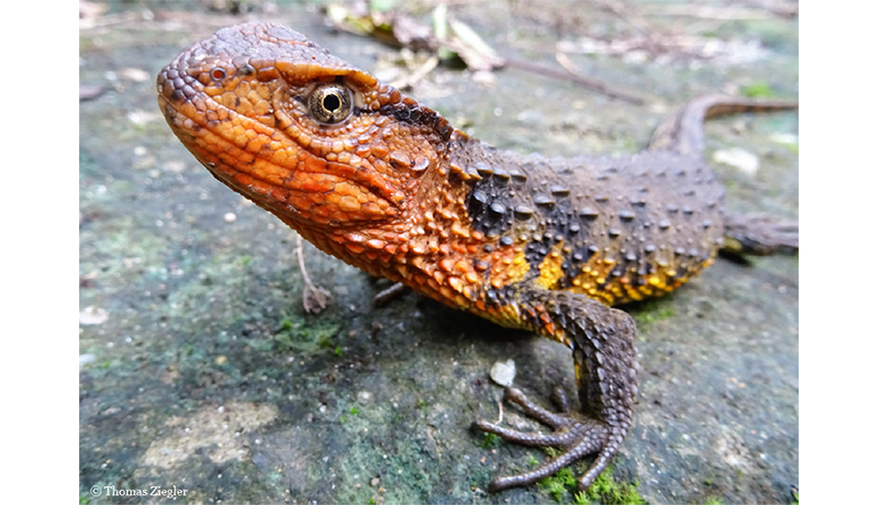 メコン川流域の新種115種、多くが絶滅の危機 WWF