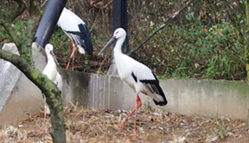 井の頭自然文化園で絶滅危惧種ニホンコウノトリ公開