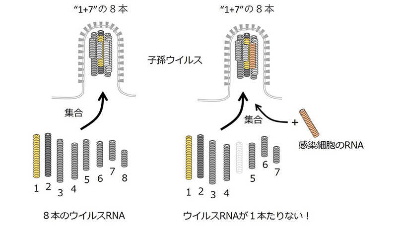 抗インフルエンザ新薬開発への新研究発表　京大