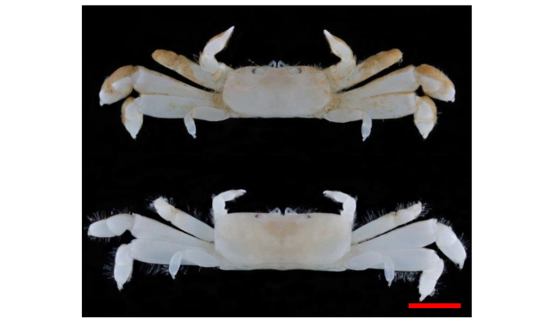 ペタンコなカニを小笠原海域で発見
