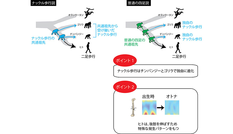 ヒトの祖先はチンパンジーやゴリラには似ていない　京大の研究