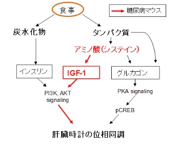 体内時計の同調にタンパク質やアミノ酸が有効　早大が発見