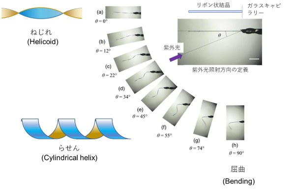 光の当て方次第で形が変わる結晶を発見