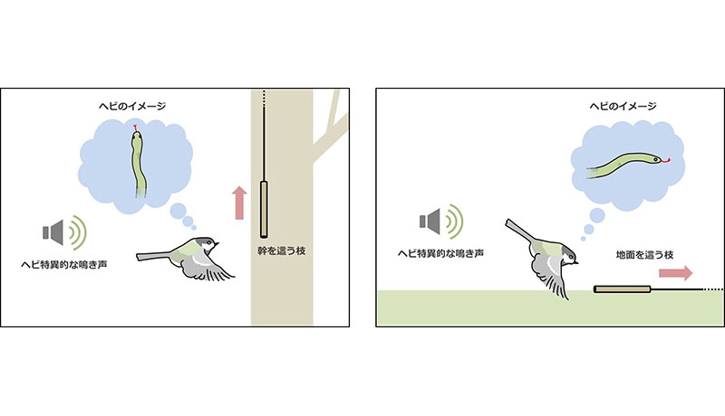 シジュウカラ、仲間の鳴き声からヘビをイメージできる　京大