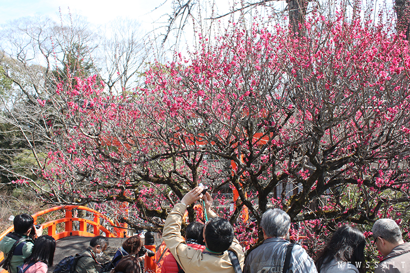 下鴨神社　満開の梅と流し雛