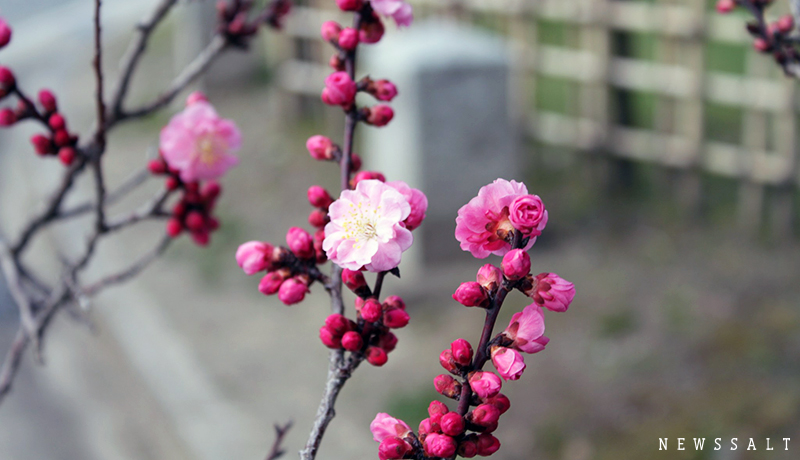 京都御苑の梅の花　見ごろ
