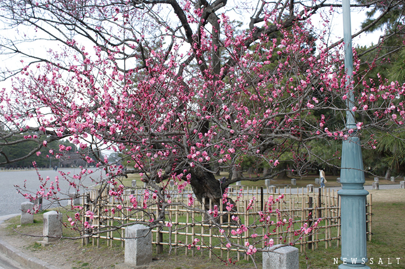 京都御苑の梅の花　見ごろ