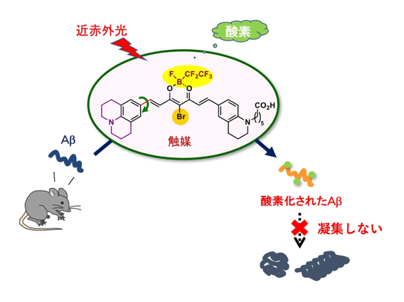 アルツハイマー病の新たな治療法に期待　光触媒の開発に成功