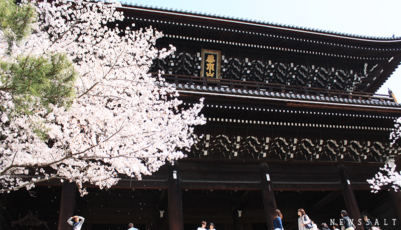 京都・鴨川の桜　早くも花吹雪