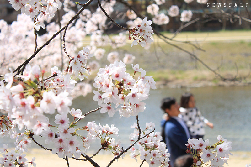 京都・鴨川の桜　早くも花吹雪