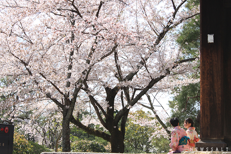京都・鴨川の桜　早くも花吹雪