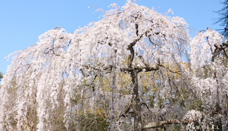 京都御所と哲学の道 3月最終週は桜満開-4
