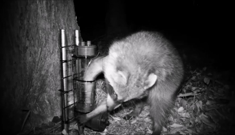 アライグマ専用捕獲機を開発　急増する農作物被害などに対応