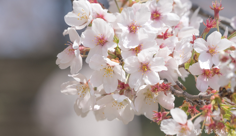 埼玉・権現堂公園　桜と菜の花の二重奏