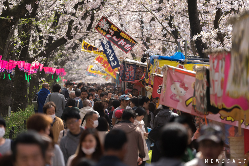 埼玉・権現堂公園　桜と菜の花の二重奏