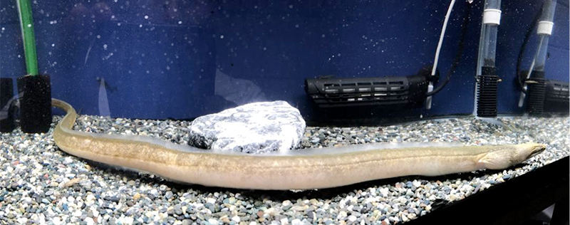 沖縄で「川に住むウミヘビ」を国内初確認