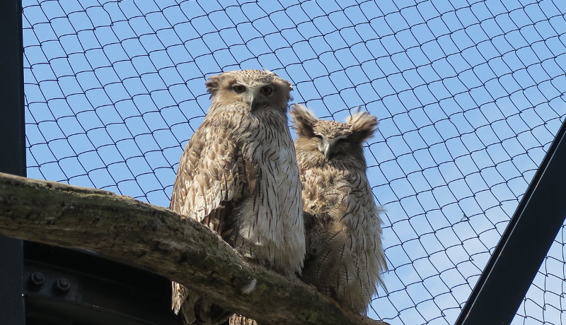 絶滅危惧種シマフクロウの自然繁殖に成功　北海道・旭山動物園