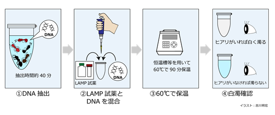 ヒアリ簡易検出キットで早期防除　国立環境研究所が開発