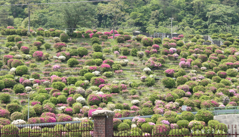 満開のツツジと新緑　京都・蹴上で楽しむ初夏