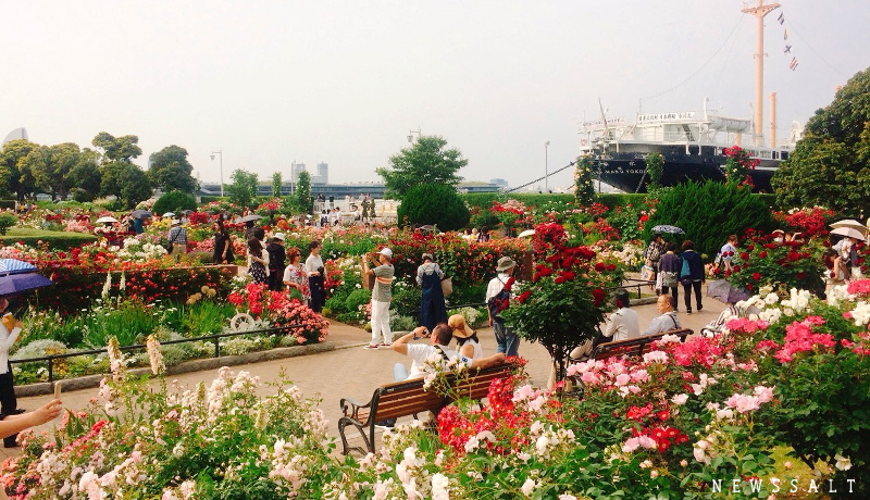 「ガーデンネックレス横浜2018」開催中　山下公園でバラが見頃