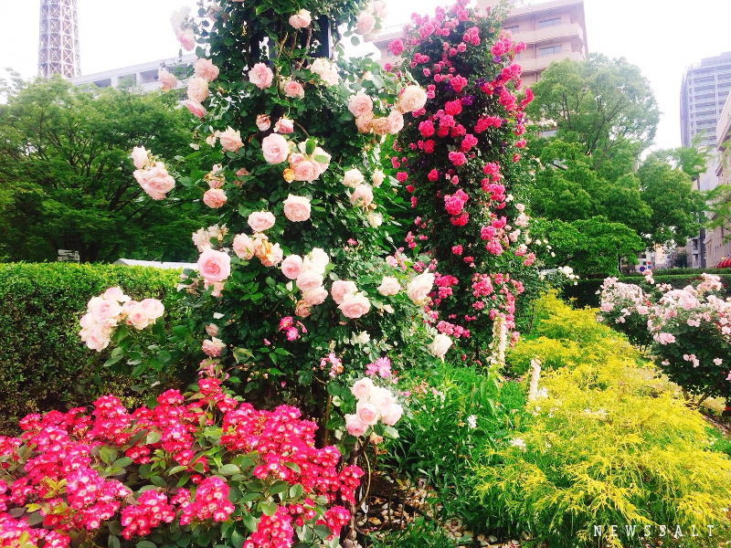 「ガーデンネックレス横浜2018」開催中　山下公園でバラが見頃