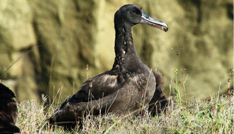 絶滅危惧種アホウドリが3年続けて繁殖成功　小笠原諸島聟島