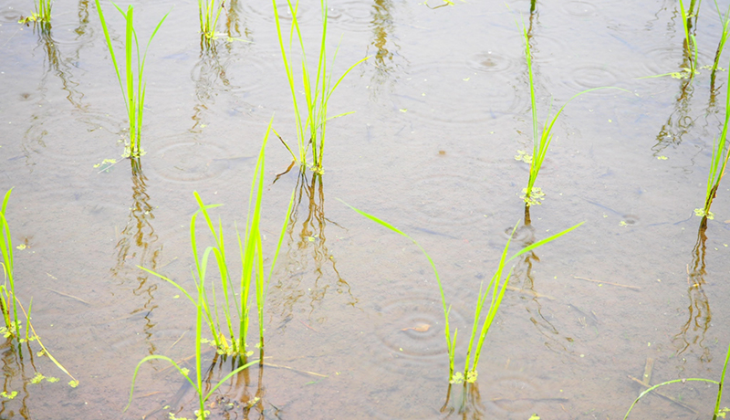 豪雨のシミュレーション手法を開発　水稲減収リスク軽減に期待