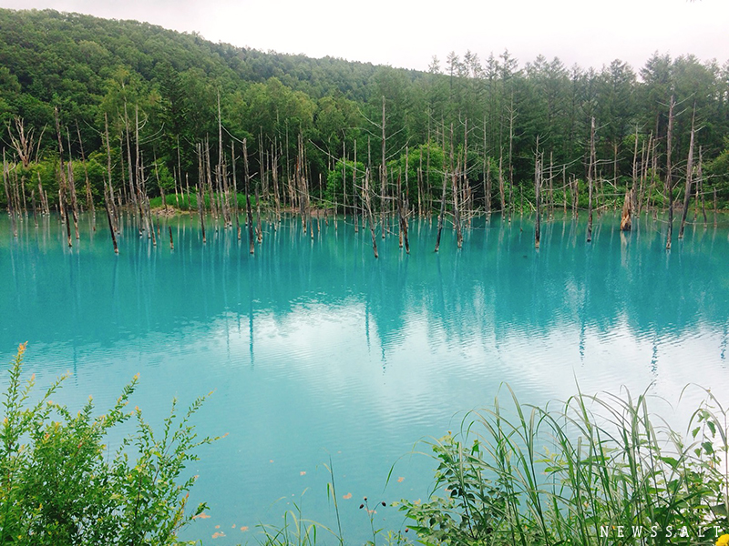 美瑛 「白金青い池」の神秘的なコバルトブルー