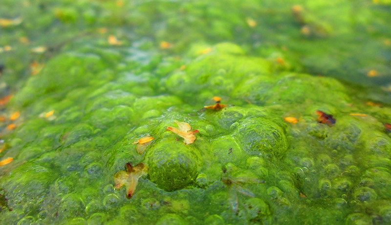 オイル生産性の高いスーパー藻類　バイオ燃料生産の実用化に期待