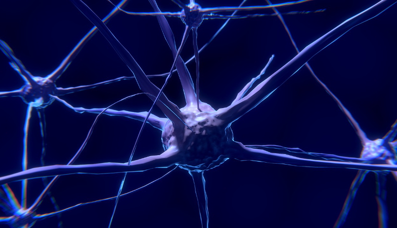 傷ついた神経の再生を助ける「死神タンパク質」新たな治療技術に期待