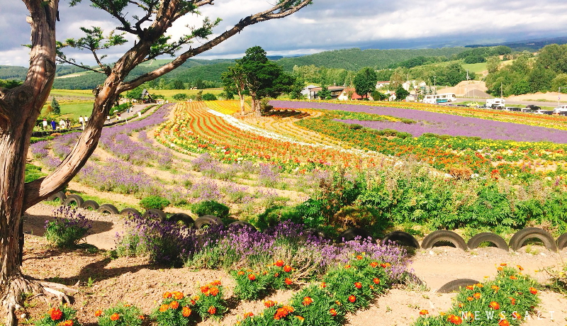 色鮮やかな夏の北海道・美瑛