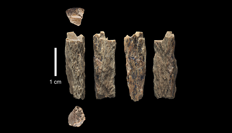 約9万年前の骨片から、ネアンデルタール人とデニソワ人の異種交配を特定