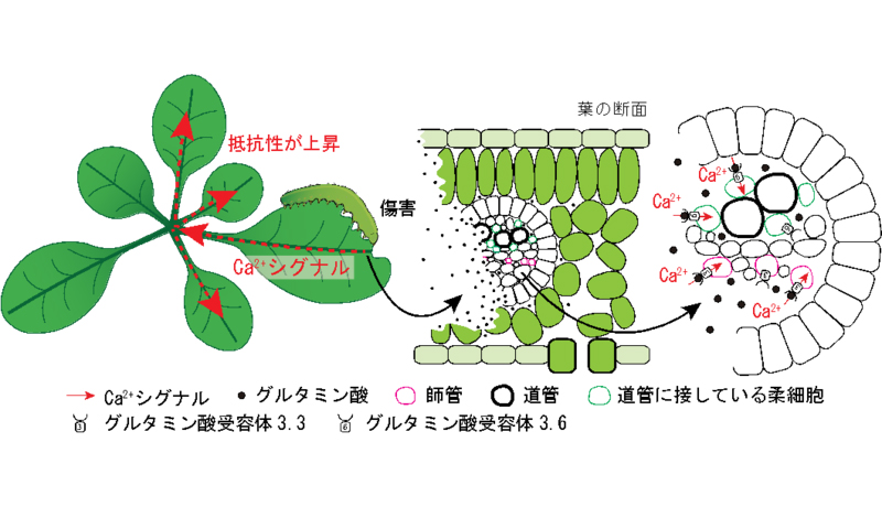 植物の痛みを伝えるシグナルの可視化に成功