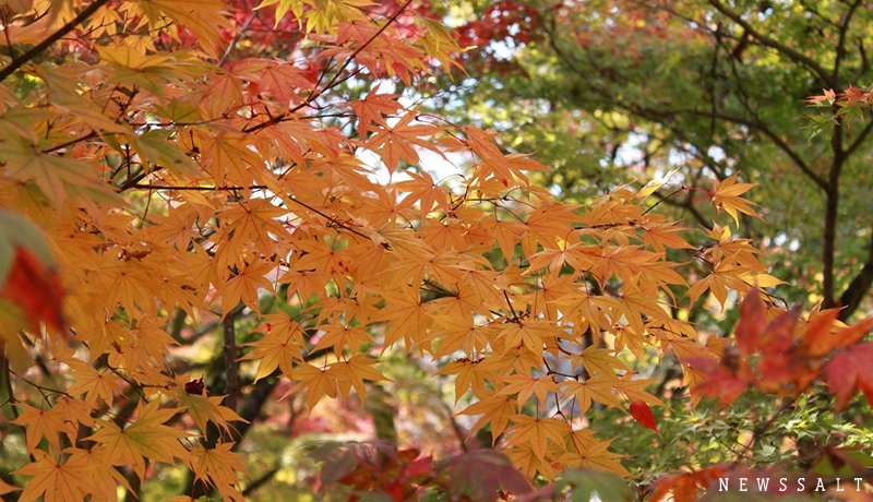 秋の京都、紅葉の見頃はこれから