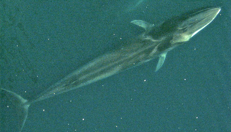 IUCNレッドリスト更新、ナガスクジラとマウンテンゴリラが回復傾向に