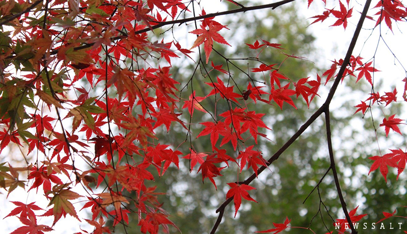 嵐山の紅葉は終盤　ライトアップは17日まで