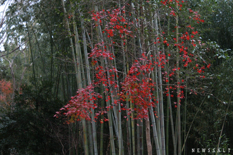 嵐山の紅葉は終盤　ライトアップは17日まで