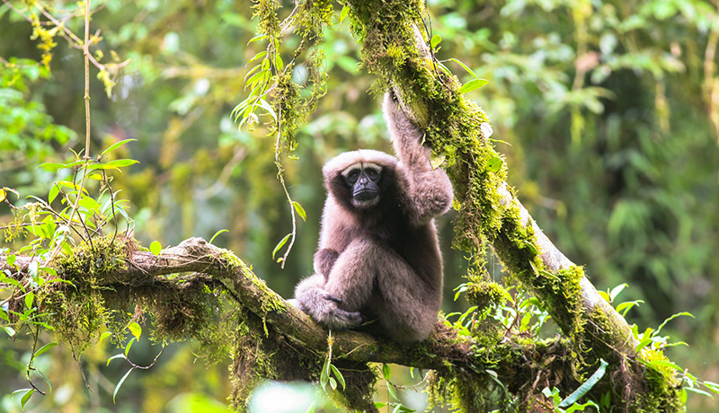 メコン川流域で157種の新種発見、環境保護へ警鐘　WWF