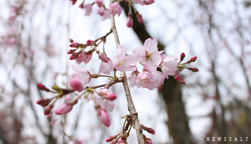 早咲きの枝垂れ桜が満開　京都御苑内、近衛邸跡地