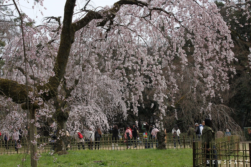 早咲きの枝垂れ桜が満開　京都御苑内、近衛邸跡地