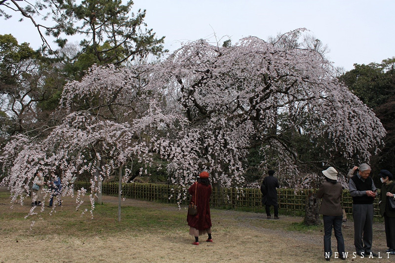 早咲きの枝垂れ桜が満開　京都御苑内、近衛邸跡地